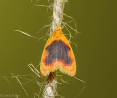 Rhodographa phaeoplaga