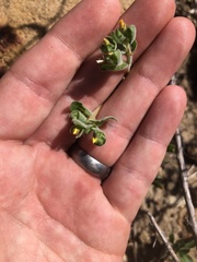 Mentzelia micrantha