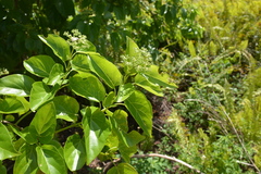 Premna obtusifolia