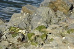 Cinclodes patagonicus