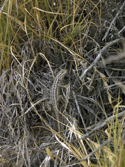 Sceloporus graciosus graciosus