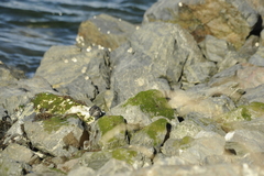 Cinclodes patagonicus