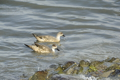 Lophonetta specularioides
