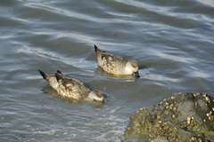 Lophonetta specularioides