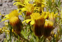 Senecio clivicola