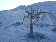 Browningia candelaris