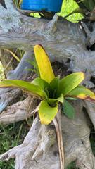 Brocchinia