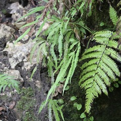 Pteris cretica
