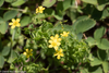 Upright Yellow Woodsorrel - Photo (c) David McCorquodale, some rights reserved (CC BY), uploaded by David McCorquodale