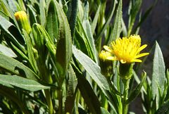 Senecio clivicola