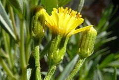 Senecio clivicola