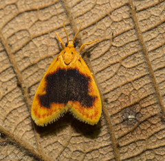 Rhodographa phaeoplaga