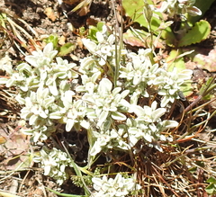 Hesperevax sparsiflora