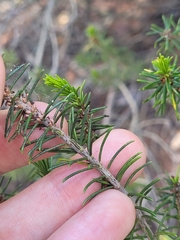 Ceratiola ericoides image