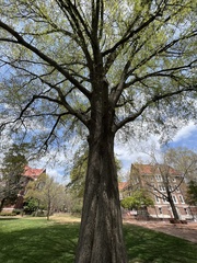 Quercus phellos