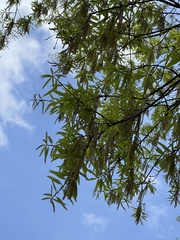 Quercus phellos