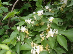 Lonicera