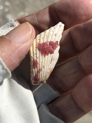 Homotrema rubrum