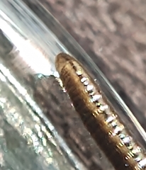 Brachyiulus lusitanus