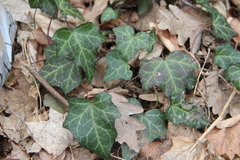 Hedera caucasigena