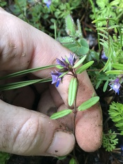 Collinsia grandiflora