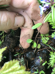 Collinsia grandiflora
