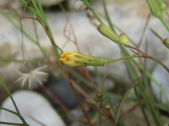 Ixeris tamagawaensis