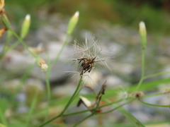 Ixeris tamagawaensis