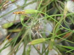 Ixeris tamagawaensis