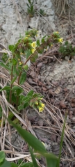 Nonea lutea