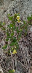 Nonea lutea