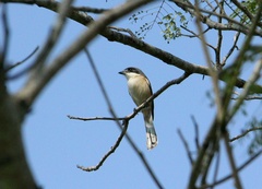 Lanius collurioides