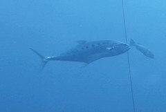 Scomberoides commersonnianus