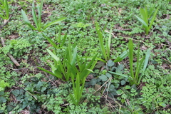 Ornithogalum arcuatum