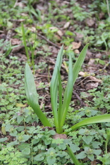 Ornithogalum arcuatum