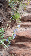 Penstemon humilis obtusifolius