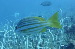 Lutjanus carponotatus