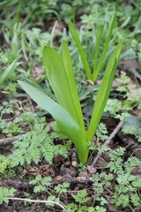 Ornithogalum arcuatum