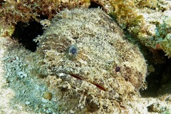 Sanopus barbatus
