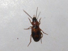 Badister lacertosus