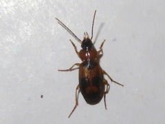 Badister lacertosus