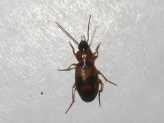 Badister lacertosus