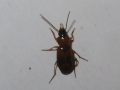 Badister lacertosus