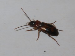 Badister lacertosus