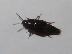 Tachinus rufipes