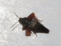Tachinus rufipes