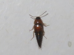 Tachyporus dispar