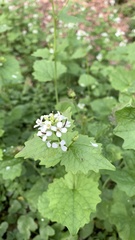 Alliaria petiolata