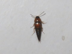 Tachyporus dispar