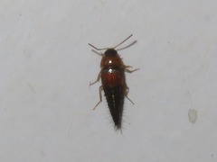 Tachyporus dispar